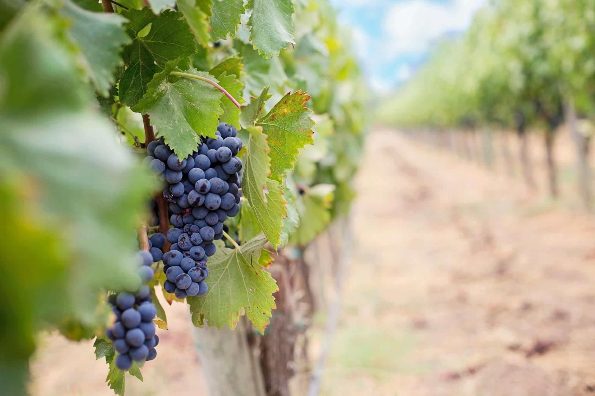 Domaine De La Blonnerie Panzió Feings Kültér fotó